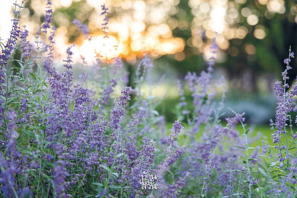 พรรณไม้ดูแลง่ายในสวนสไตล์เมดิเตอร์เรเนียน