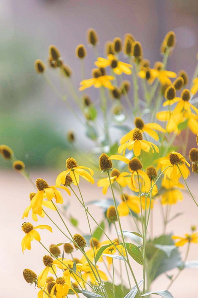 พรรณไม้ดูแลง่ายในสวนสไตล์เมดิเตอร์เรเนียน