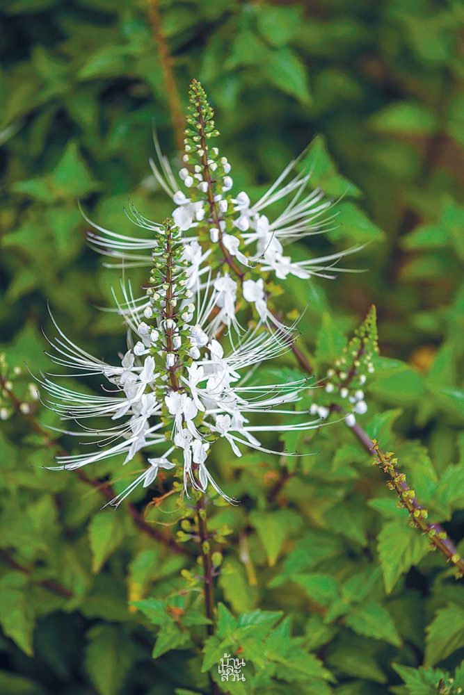 พรรณไม้ดูแลง่ายในสวนสไตล์เมดิเตอร์เรเนียน