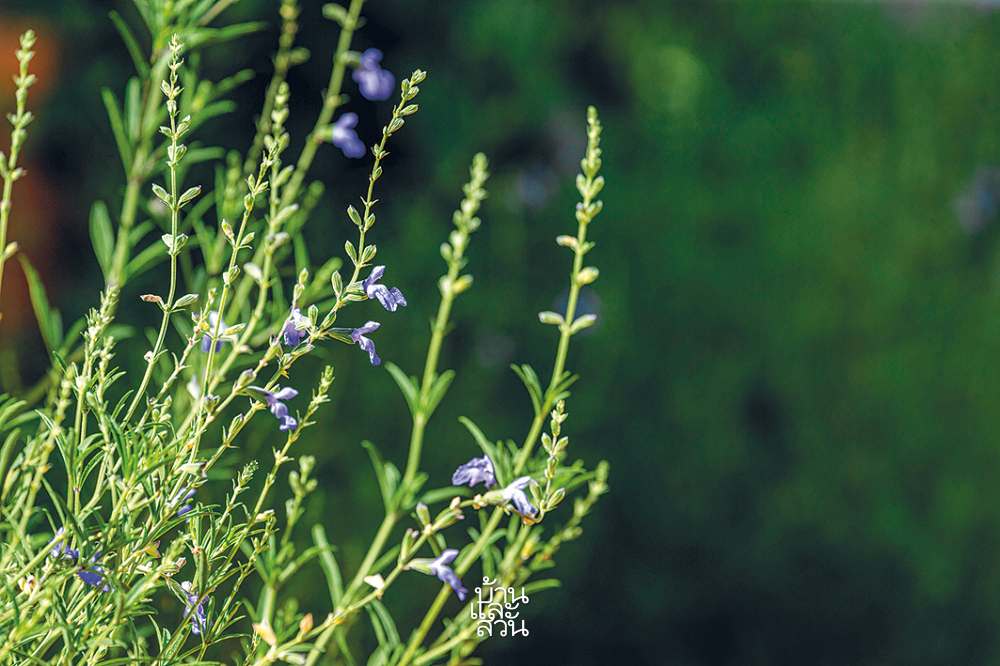 พรรณไม้ดูแลง่ายในสวนสไตล์เมดิเตอร์เรเนียน