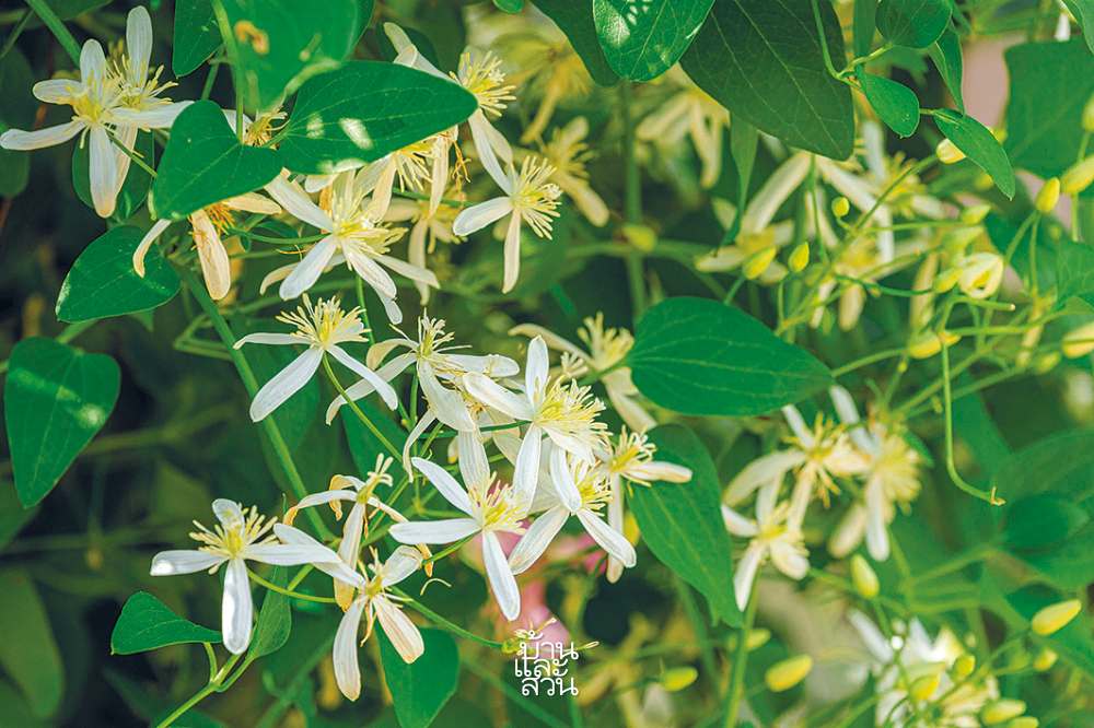 พรรณไม้ดูแลง่ายในสวนสไตล์เมดิเตอร์เรเนียน