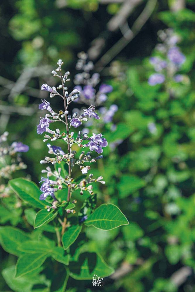 พรรณไม้ดูแลง่ายในสวนสไตล์เมดิเตอร์เรเนียน