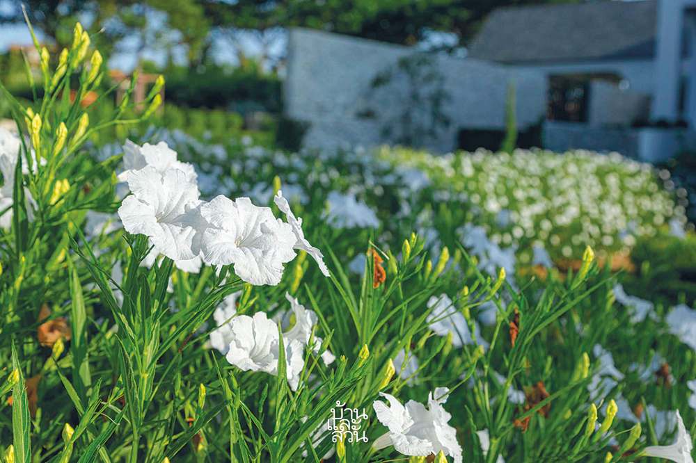 พรรณไม้ดูแลง่ายในสวนสไตล์เมดิเตอร์เรเนียน