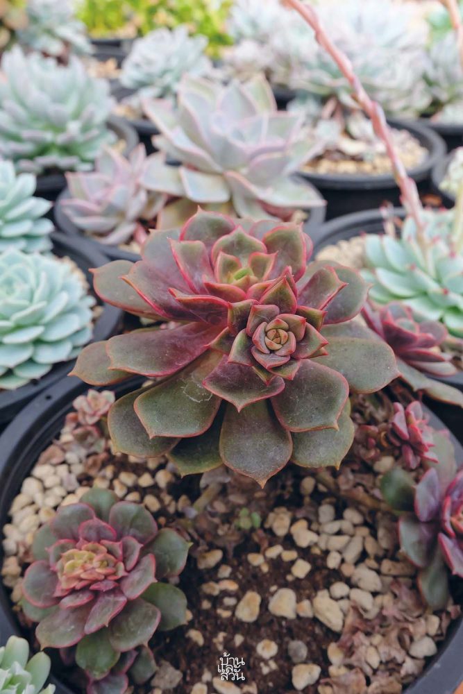 กุหลาบหิน