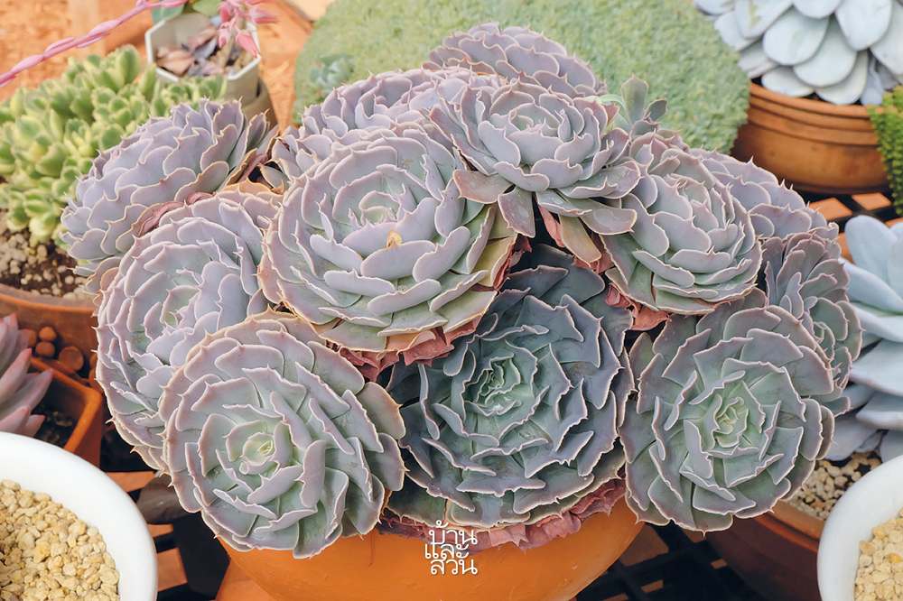 กุหลาบหิน