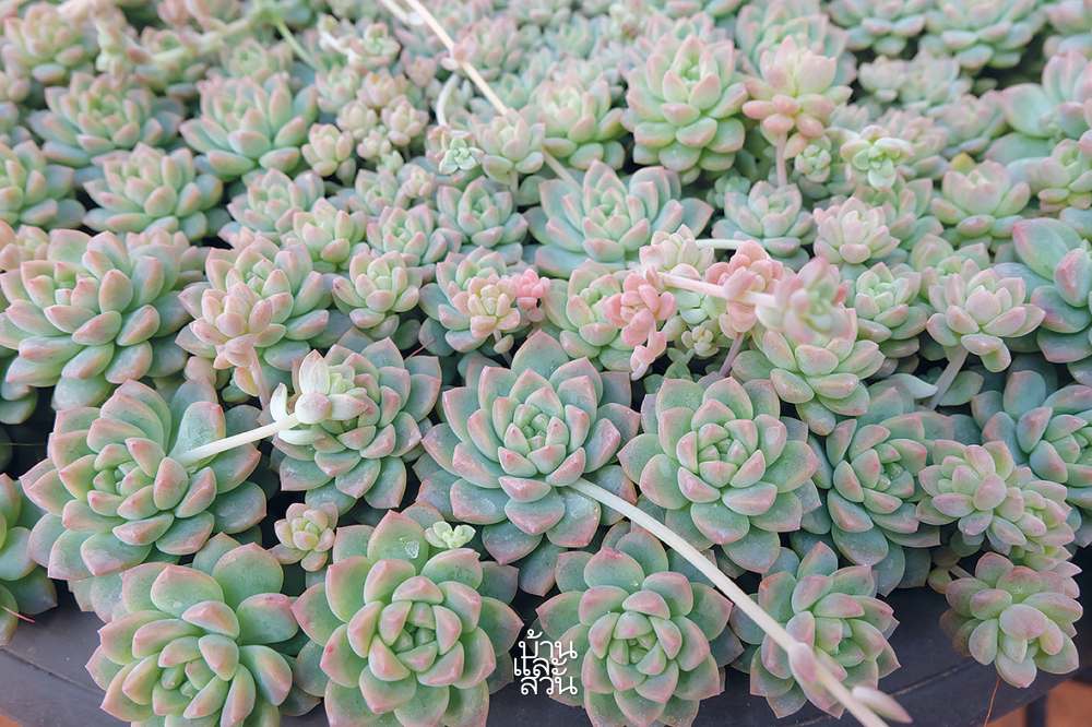 กุหลาบหิน