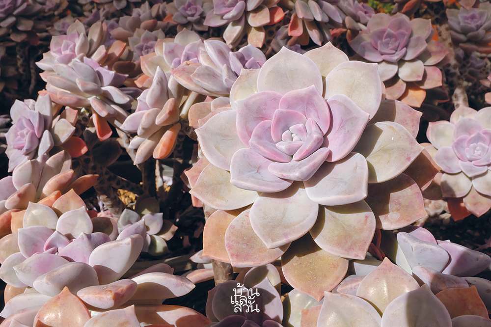 กุหลาบหิน