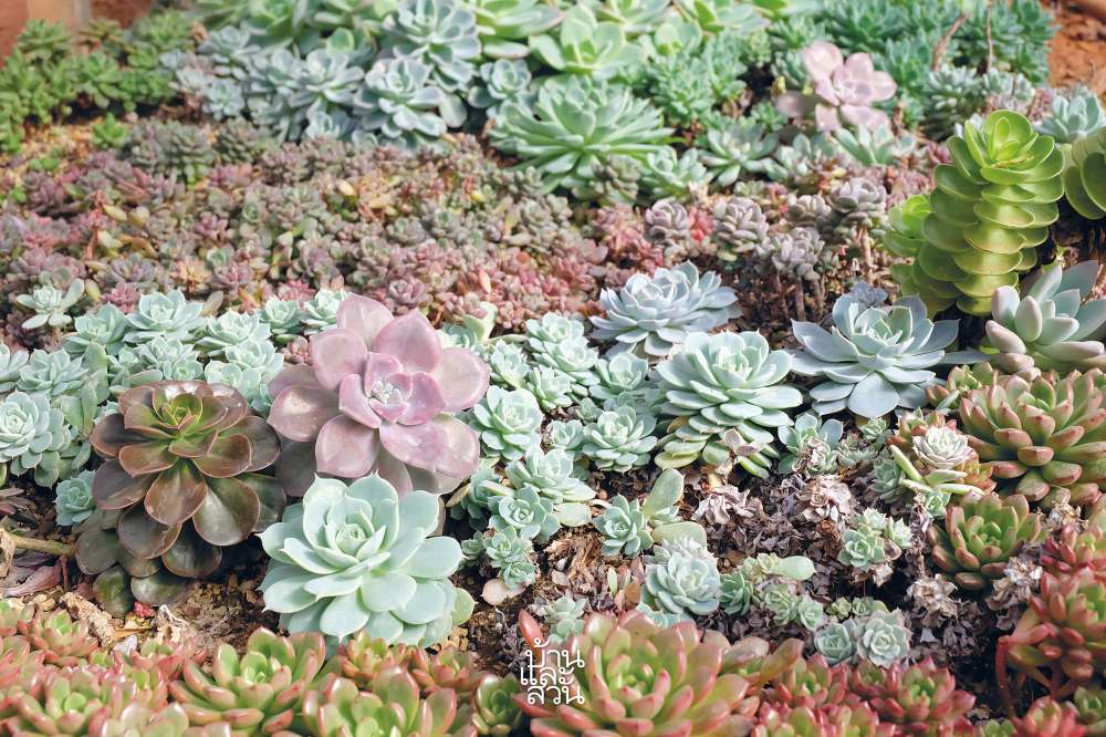 กุหลาบหิน