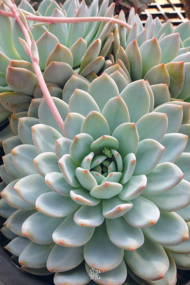 กุหลาบหิน