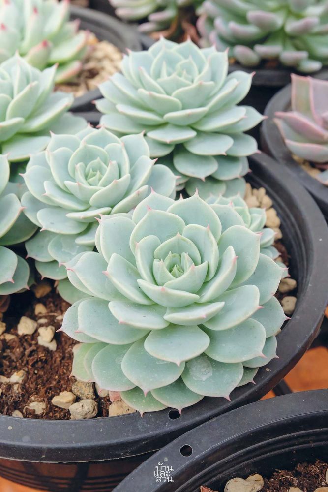 กุหลาบหิน