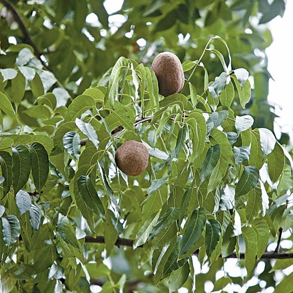 ไม้มีค่าทางเศรษฐกิจ