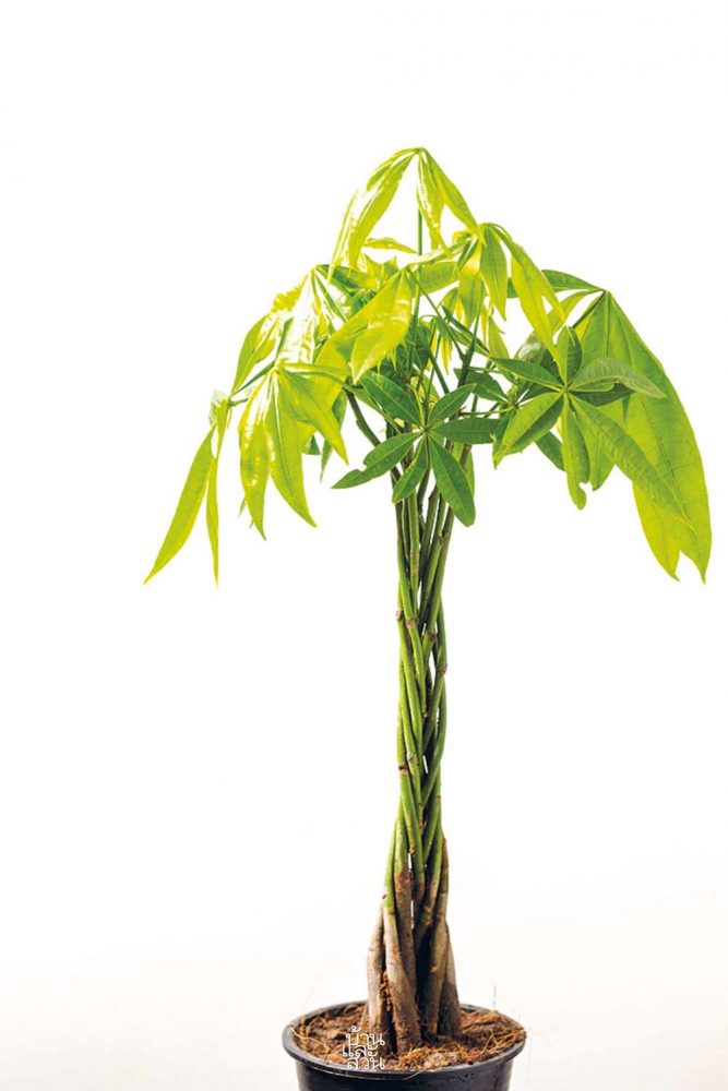 ไม้ใบฟอร์มเท่