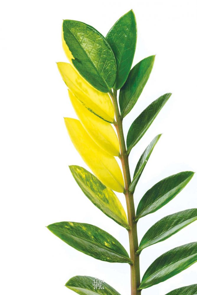 ไม้ใบฟอร์มเท่