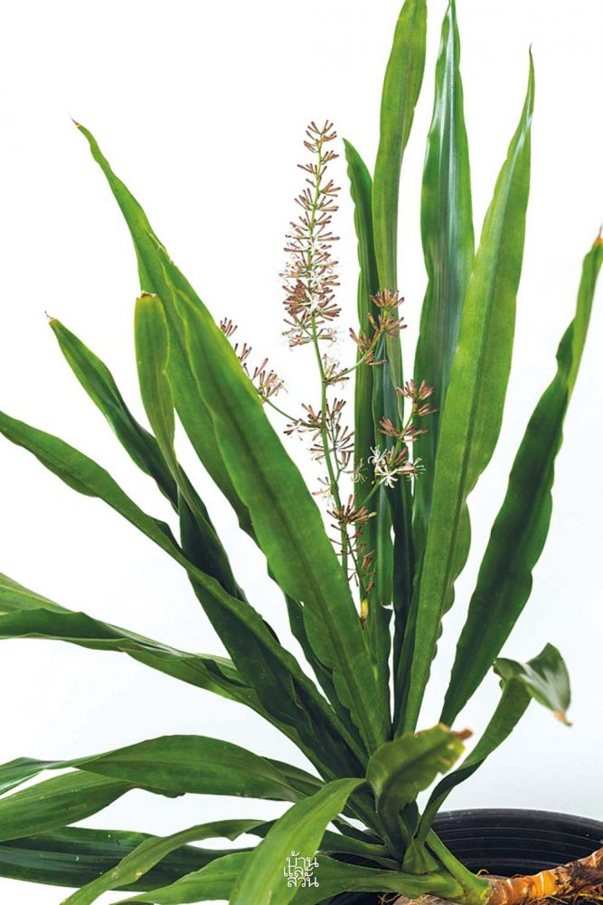 ไม้ใบฟอร์มเท่