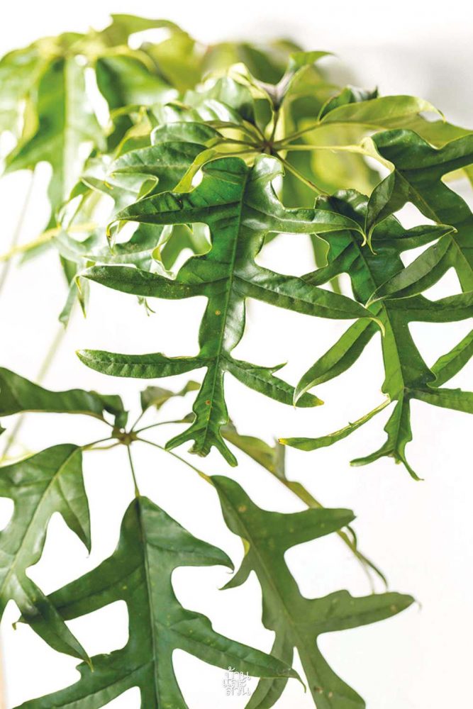 ไม้ใบฟอร์มเท่