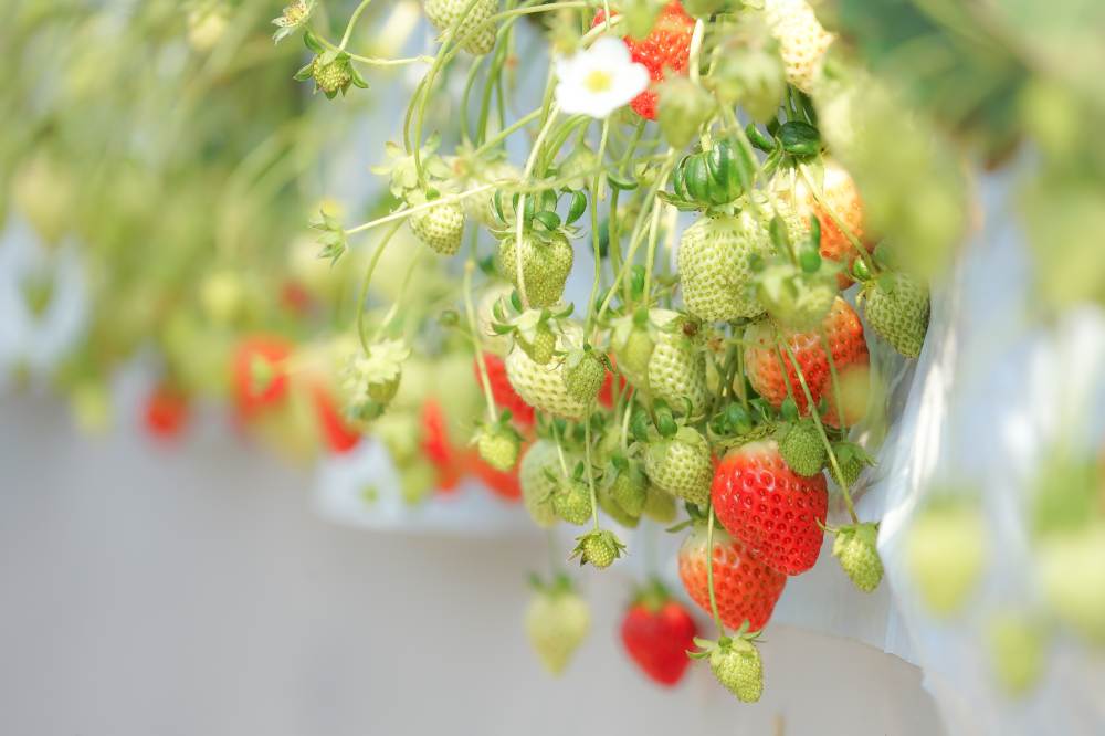 สตรอว์เบอร์รี