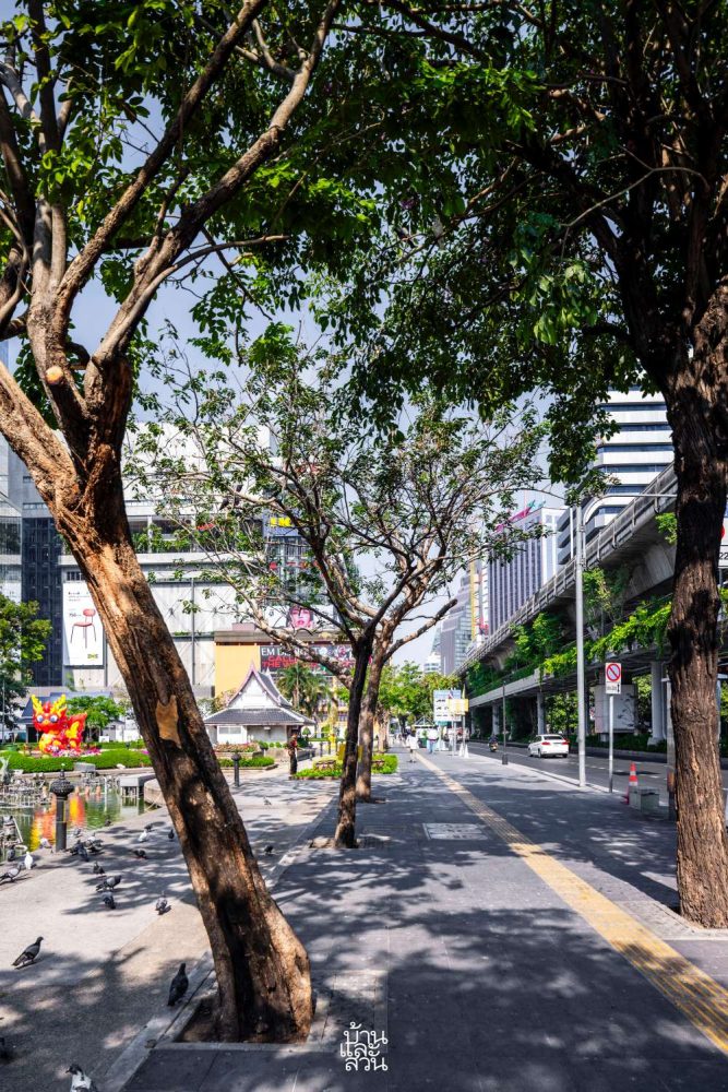 ต้นไม้กับสายไฟฟ้า