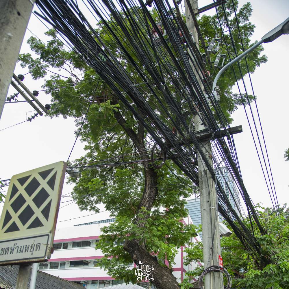 ต้นไม้กับสายไฟฟ้า