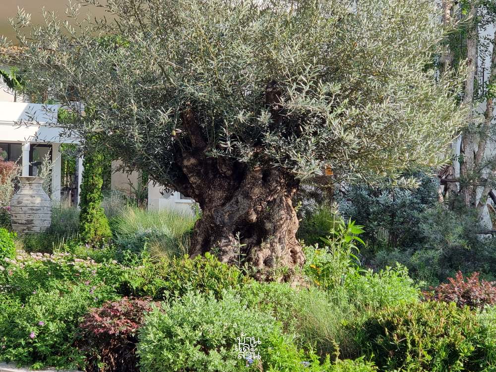 สวนธรรมชาติ