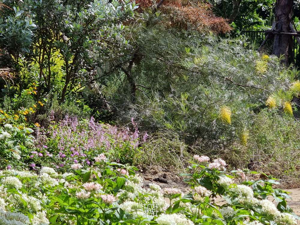 สวนธรรมชาติ