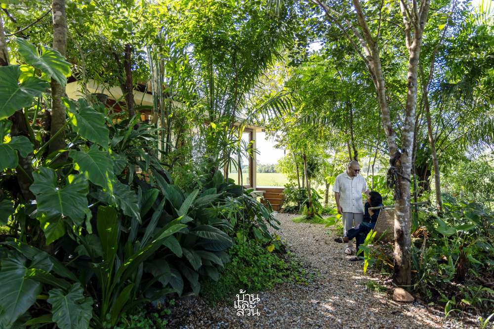 สวนป่าในดงปาล์ม