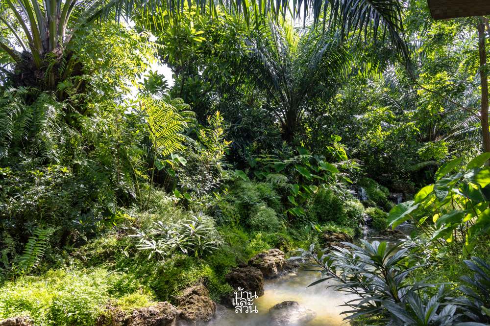 สวนป่าในดงปาล์ม