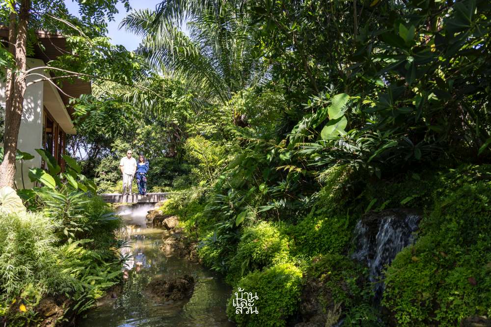 สวนป่าในดงปาล์ม