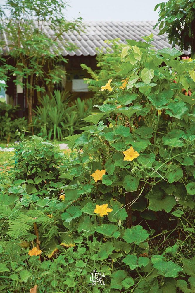 สวนป่าอาหาร