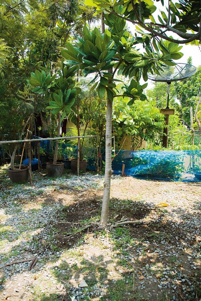 การเก็บต้นไม้ใหญ่เดิม