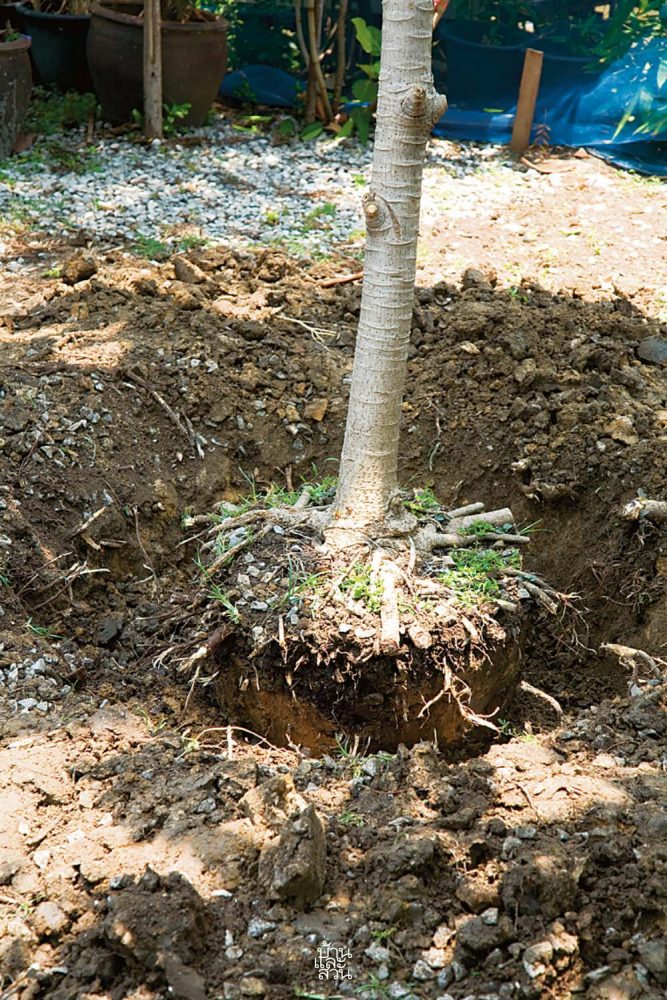 การเก็บต้นไม้ใหญ่เดิม