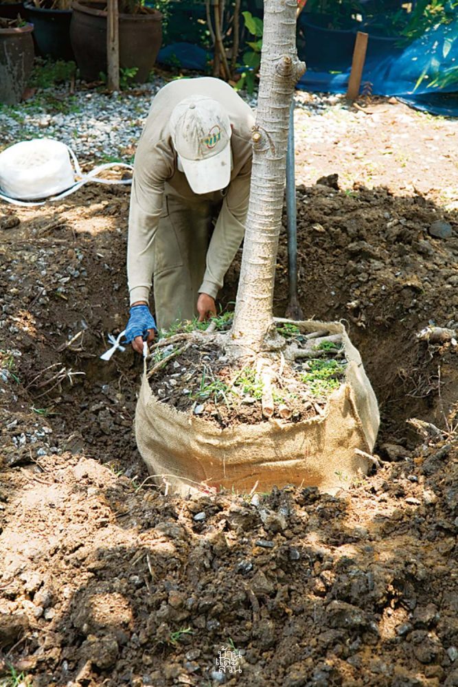 การเก็บต้นไม้ใหญ่เดิม