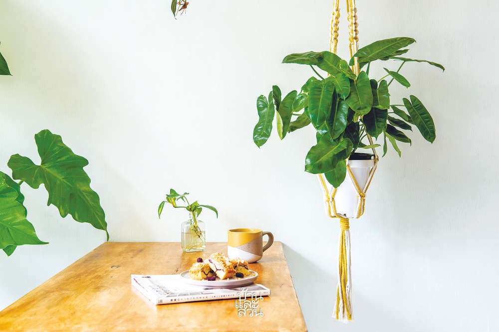 มือใหม่หัดปลูก