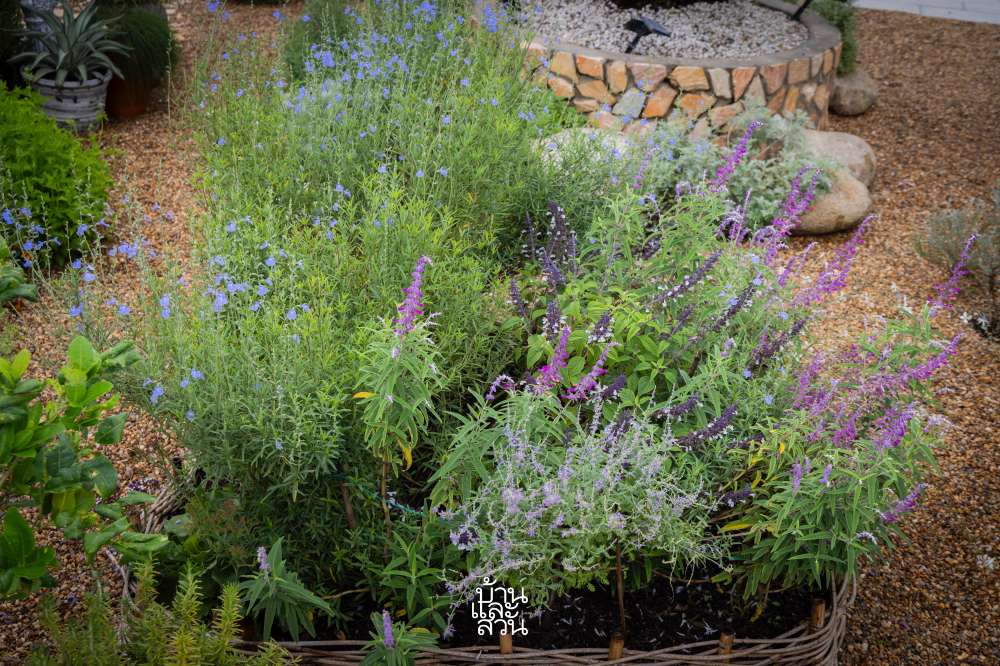 สวนดอกไม้จัดเอง