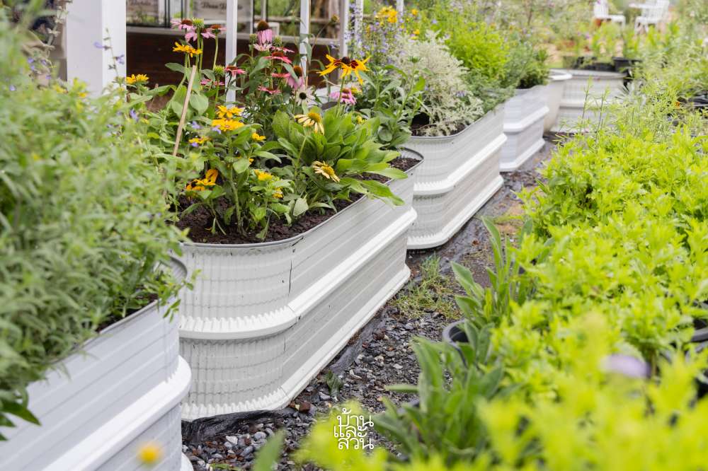 สวนดอกไม้จัดเอง