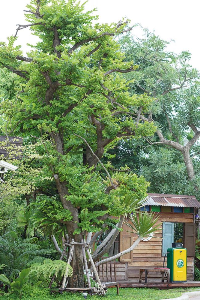 การเก็บต้นไม้ใหญ่เดิม