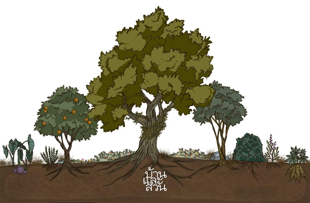 สวนป่าอาหาร