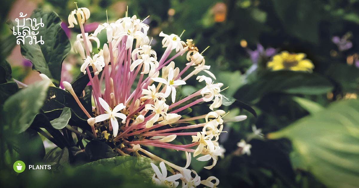 พรรณไม้สไตล์ไทยๆ