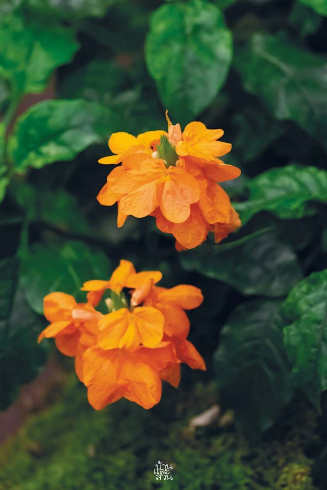 พรรณไม้สไตล์ไทยๆ 