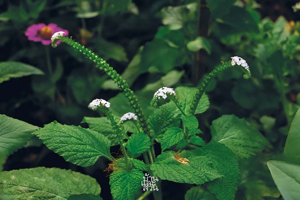 พรรณไม้สไตล์ไทยๆ 