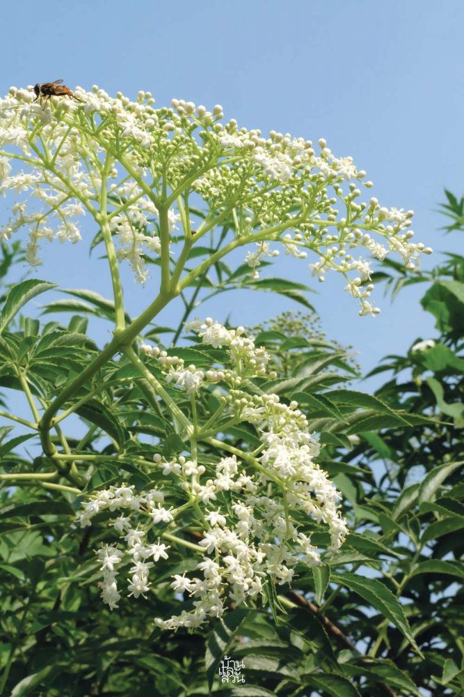 พรรณไม้สไตล์ไทยๆ 