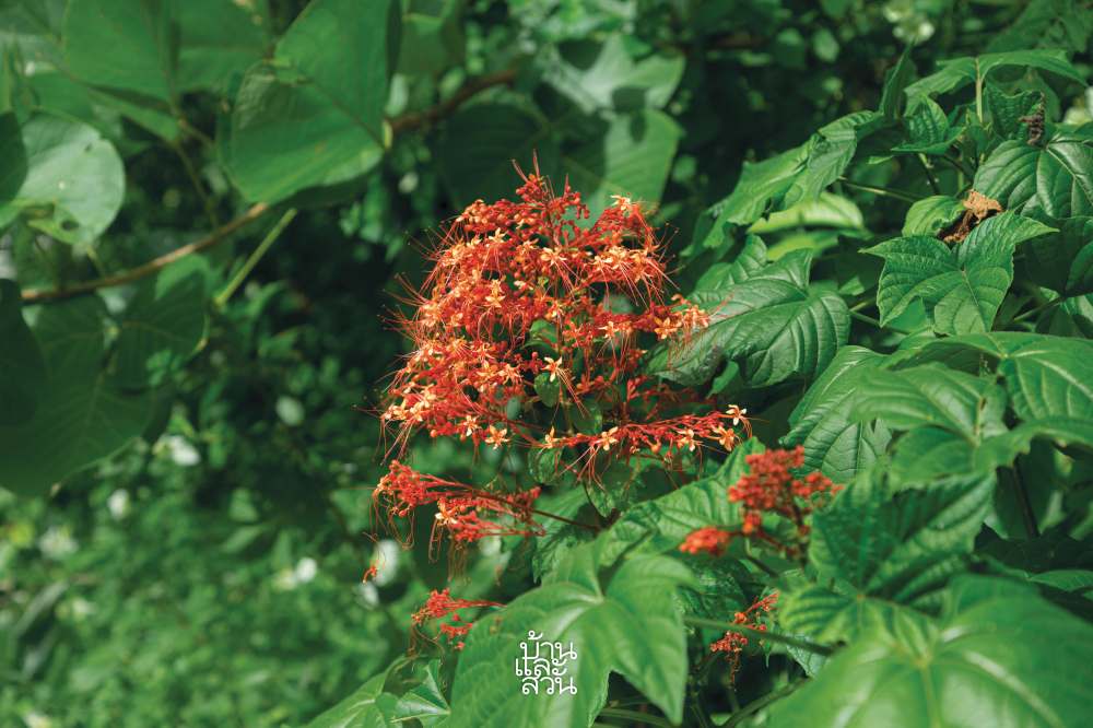 พรรณไม้สไตล์ไทยๆ 