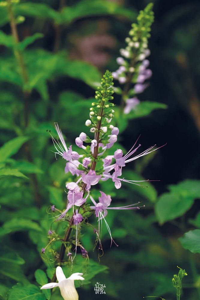 พรรณไม้สไตล์ไทยๆ 