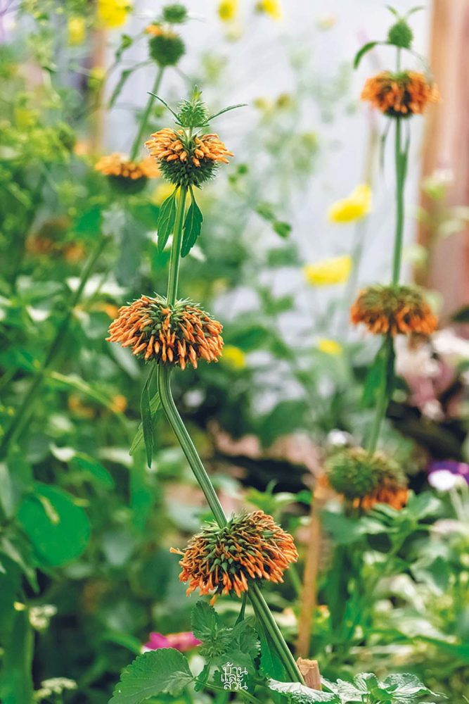 พรรณไม้สไตล์ไทยๆ 