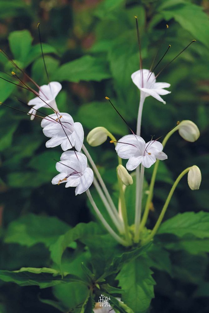 พรรณไม้สไตล์ไทยๆ 