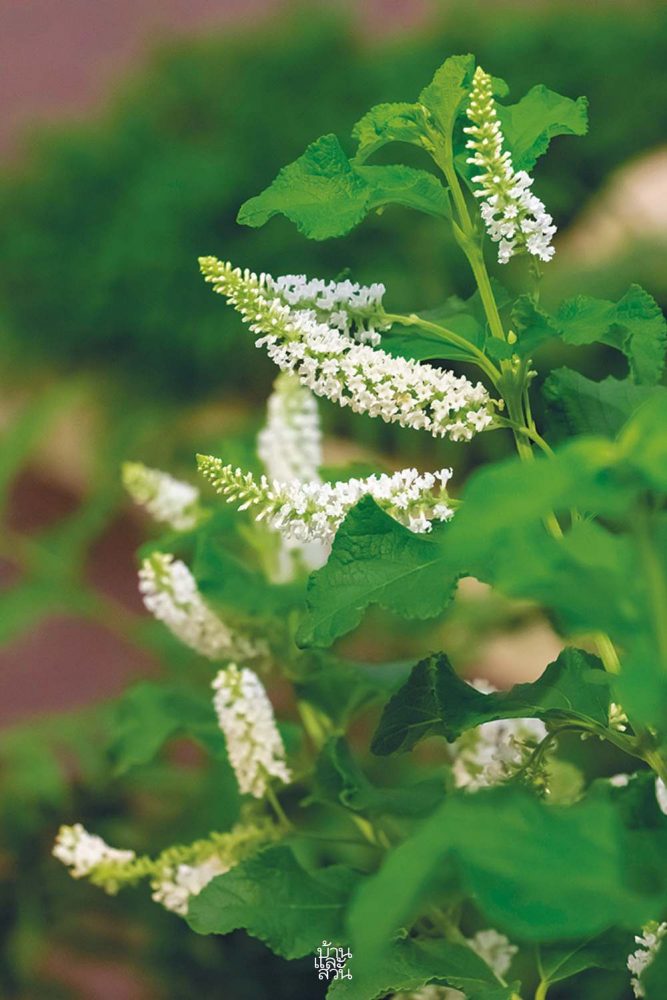 พรรณไม้สไตล์ไทยๆ 