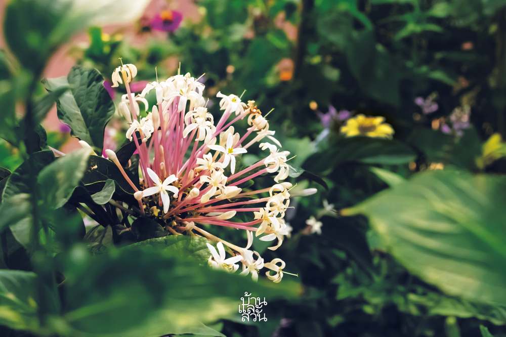 พรรณไม้สไตล์ไทยๆ 