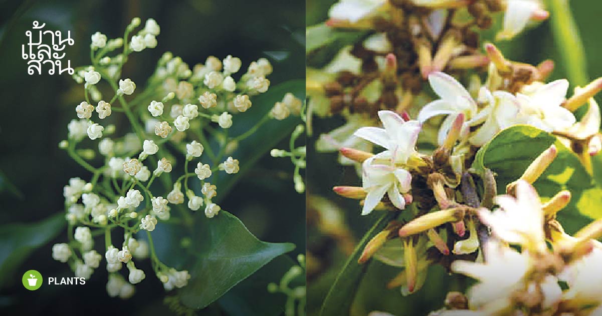 ไม้ดอกหอมสีขาวสวย