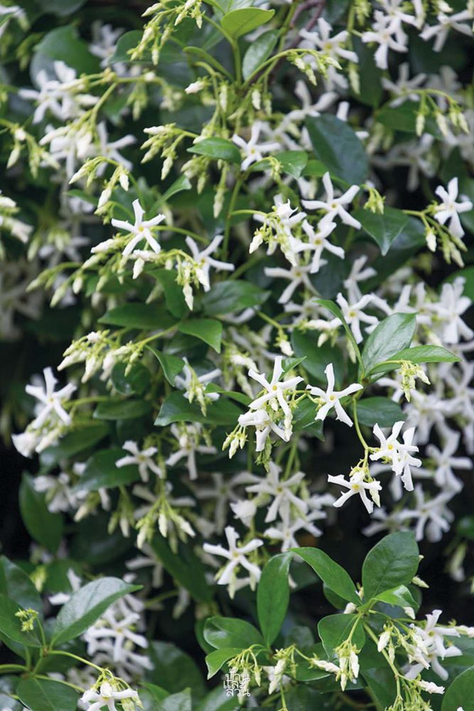 ไม้ดอกหอมสีขาวสวย