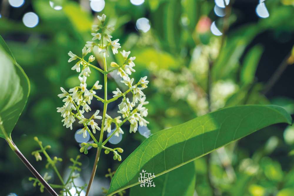 ไม้ดอกหอมสีขาวสวย