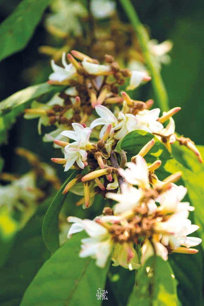 ไม้ดอกหอมสีขาวสวย